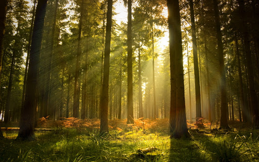 На Вишгородщині повернуто землі лісового фонду
