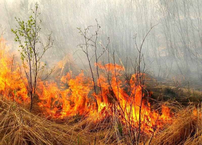 Які штрафи загрожують за пожежі в екосистемах