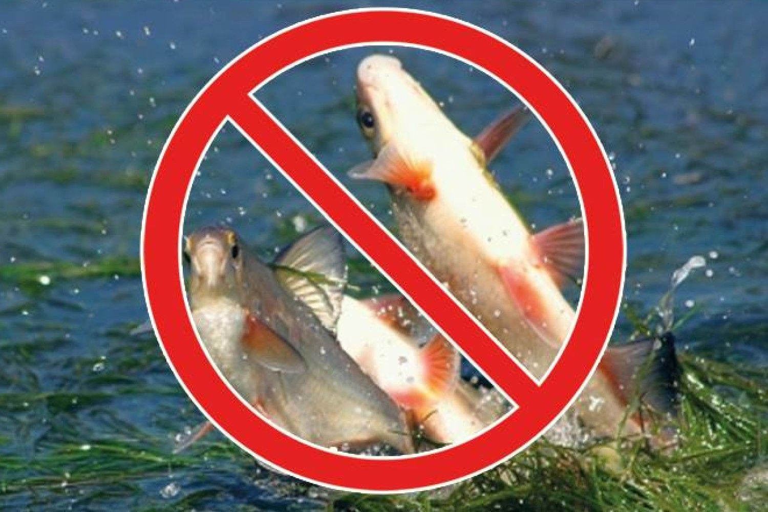 Від сьогодні на Київщині діє нерестова заборона на вилов риби